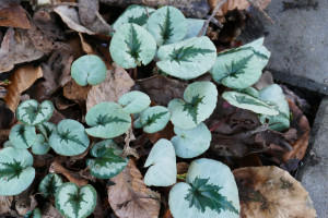Begonia Sterling Moon    